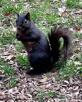 Black Squirrel in Central Park 03.31.23