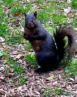 03.31.23 Black Squirrel-004