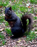 03.31.23 Black Squirrel-005