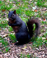 03.31.23 Black Squirrel-002