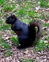 03.31.23 Black Squirrel-003