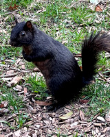 03.31.23 Black Squirrel-006