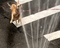 Dog Playing in Fire Hydrant in NYC 07.03.23