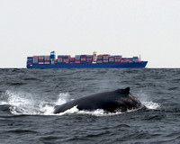 Whale Watching on "Jersey Girl" Belmar, NJ Aug 3, 2023