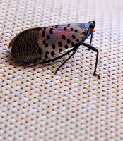 08.26.23Spotted lanternfly-001