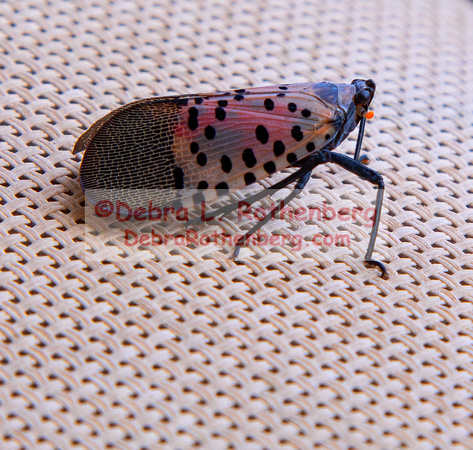 08.26.23Spotted lanternfly-005