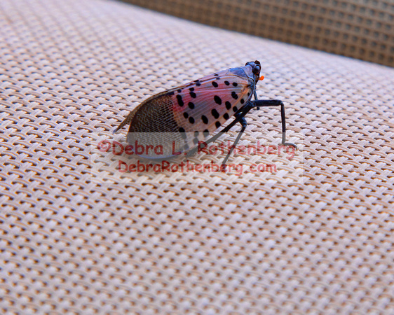 08.26.23Spotted lanternfly-004