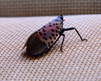 08.26.23Spotted lanternfly-003