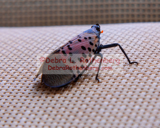 08.26.23Spotted lanternfly-003