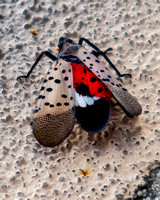 08.26.23Spotted lanternfly-011
