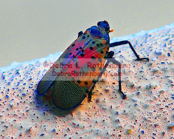 08.26.23Spotted lanternfly-013