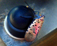 08.26.23Spotted lanternfly-012