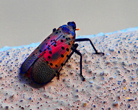 08.26.23Spotted lanternfly-015