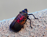 08.26.23Spotted lanternfly-014