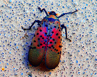 08.26.23Spotted lanternfly-016