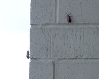 08.26.23Spotted lanternfly-017