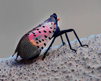 08.26.23Spotted lanternfly-018