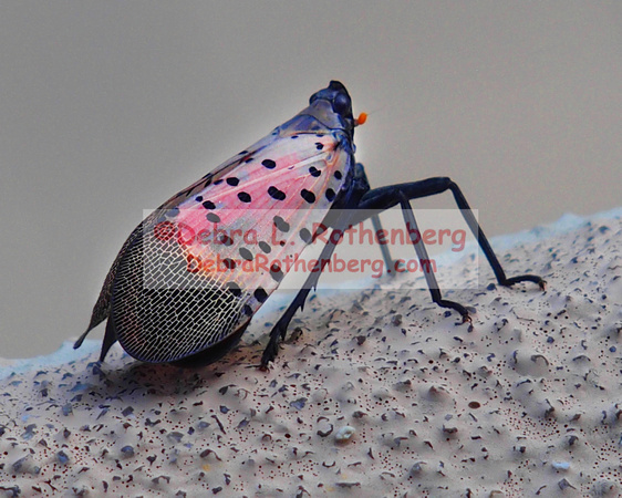 08.26.23Spotted lanternfly-018