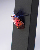 08.26.23Spotted lanternfly-019