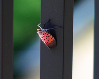 08.26.23Spotted lanternfly-020