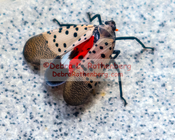 08.26.23Spotted lanternfly-010