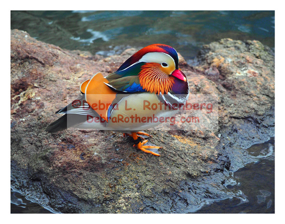 Mandarin Duck 11x14-155