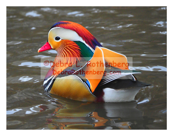 Mandarin Duck 11x14-156