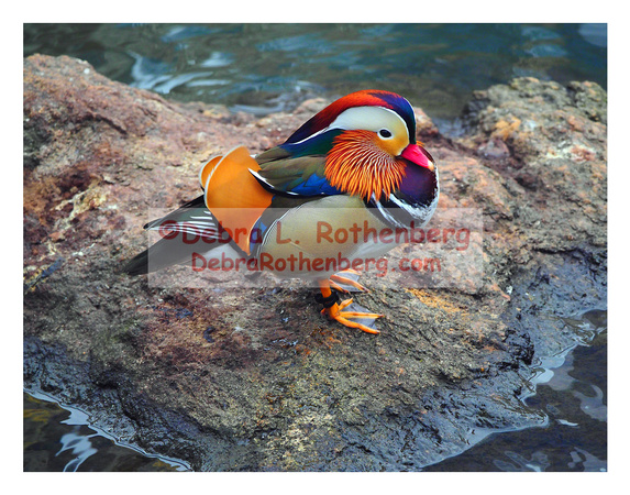 Mandarin Duck 11x14-158