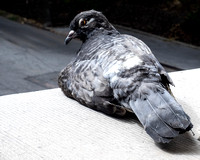 Pigeon on window sill NYC 09.24.24