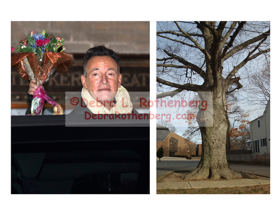 Bruce flowers and the Tree